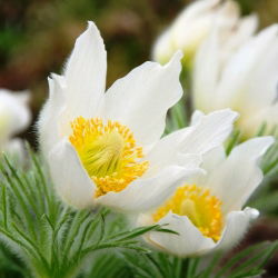 Насіння білої паски - Anemone pulsatilla - 90 насінин - насіння