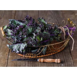 Varză kale - Scarlet - Frumusețe rezistentă de iarnă, cu nuanțe violet intense - Semințe proaspete