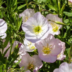 Teunisbloem - gemend - Oenothera - zaden