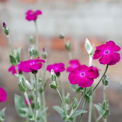 Sjeme ruže Campion - Lychnis coronaria - 360 sjemenki - sjemenke