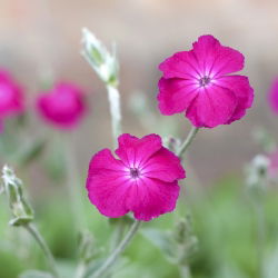 Sjeme ruže Campion - Lychnis coronaria - 360 sjemenki - sjemenke