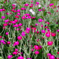 Sjeme ruže Campion - Lychnis coronaria - 360 sjemenki - sjemenke