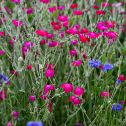 Насіння троянди Campion - Lychnis coronaria - 360 насінин - насіння