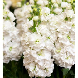Hạt giống Albita - Matthiola incana annua - 300 hạt giống