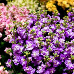 Hạt giống hỗn hợp - Matthiola incana - 300 hạt giống