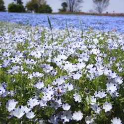 Five Spot seeds - Nemophila maculata - 200 seeds