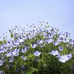 Five Spot seeds - Nemophila maculata - 200 seeds