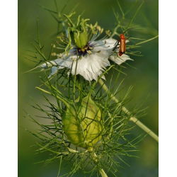 Zwarte komijn - 250 zaden - Nigella sativa