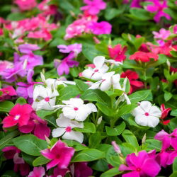 Rosensköna - blandning - Catharanthus roseus - Utsökta vita och rosa blommor - Färska frön