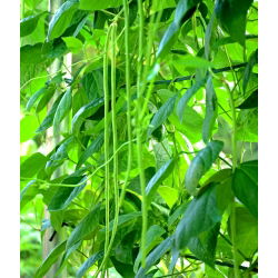 Hạt đậu đũa - Vigna sinensis - 60 hạt