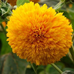 Okrasna sončnična semena - Helianthus annuus - 80 semen
