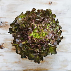 Семена от маруля Червена салата - Lactuca sativa - 1150 семена - Lactuca sativa L. var. longifolia