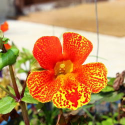 Hạt hổ hoa (hỗn hợp) - Mimulus tigrinus - 2500 hạt