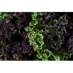 Varză kale - Scarlet - Frumusețe rezistentă de iarnă, cu nuanțe violet intense - Semințe proaspete