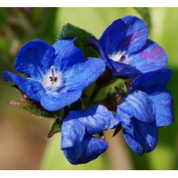 Hạt giống mùa hè Forget-Me-Not - Anchusa capensis - 250 hạt giống