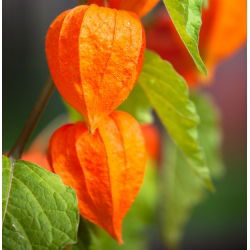 Cires de iarna, vezica ursului Cirese - Physalis alkekengi - 165 seminte - Physalis alkekengi var. Franchetti - semințe