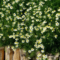 Echte Kamille - Matricaria chamomilla - Heilende, duftende Blüten, beruhigende Aufgüsse - Samen