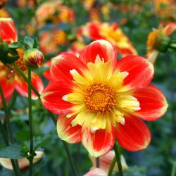 Hạt giống Dahlia Collarette Dandy Mix - Dahlia variabilis - 60 hạt