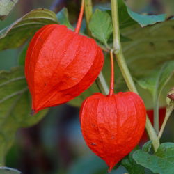 Cires de iarna, vezica ursului Cirese - Physalis alkekengi - 165 seminte - Physalis alkekengi var. Franchetti - semințe