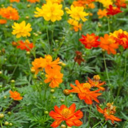 Семена от Cosmos Dwarf Sulfur Mix - Cosmos sulphureus - 140 семена
