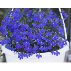 Lobelia Sapphire seeds -  Lobelia pendula - 3000 seeds
