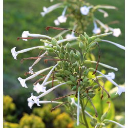 Tembakau Berbunga, Woodland seeds - Nicotiana sylvestris - 25000 biji