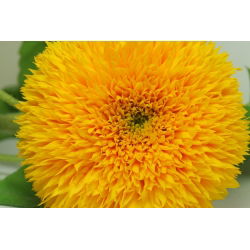 Okrasna sončnična semena - Helianthus annuus - 80 semen