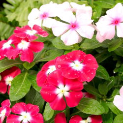 Rosensköna - blandning - Catharanthus roseus - Utsökta vita och rosa blommor - Färska frön