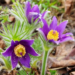 Семена квіток Pasque - Anemone pulsatilla - 190 насінин - насіння