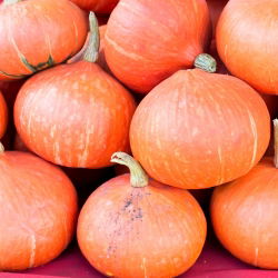 Squash Potimarronová semena - Cucurbita maxima - 15 semen