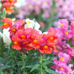 Trailing Snapdragon frø - Antirrhinum majus pendula - 100 frø