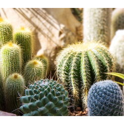 Biji campuran kaktus - 100 biji - Cactaceae - benih