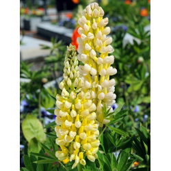 Hạt giống đèn chùm Lupin - Lupinus polyphyllus - 90 hạt