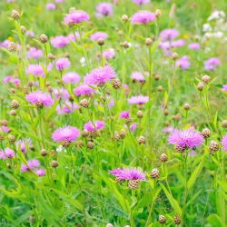 Bajorė amerikinė - (Centaurea americana) - Įspūdingi žiedai skintoms gėlėms - Šviežios sėklos