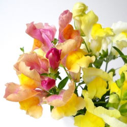 Trailing Snapdragon frø - Antirrhinum majus pendula - 100 frø
