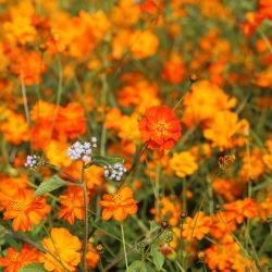 Семена от Cosmos Dwarf Sulfur Mix - Cosmos sulphureus - 140 семена
