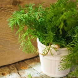 Endro – Ambrosia - 3500 sementes - Anethum graveolens L.