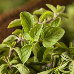 Greek oregano - Origanum vulgare ssp. hirtum - Intense Flavour, Ideal Herb for Dishes! - Fresh Seeds