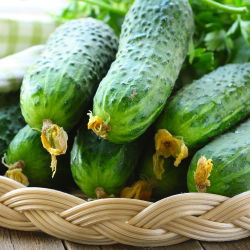 Cucumber - Polan F1 - Crisp, Crunchy Delight, Perfect for Pickling - Fresh Seeds