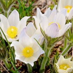 Насіння білої паски - Anemone pulsatilla - 90 насінин - насіння