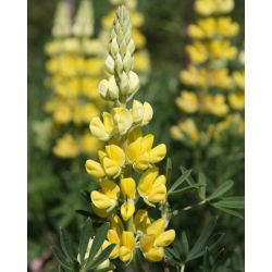 Hạt giống đèn chùm Lupin - Lupinus polyphyllus - 90 hạt