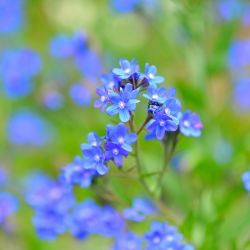 Hạt giống mùa hè Forget-Me-Not - Anchusa capensis - 250 hạt giống