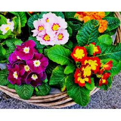 Primrose, English Primrose sumaišykite sėklas - Primula acaulis - 140 sėklų - sėklos