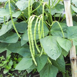 Hạt đậu đũa - Vigna sinensis - 60 hạt