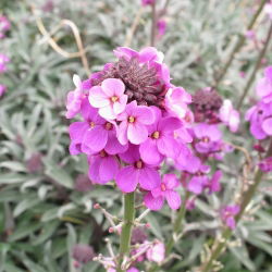 İngilizce Wallflower (bienal) karışık tohumlar - Cheiranthus Cheiri