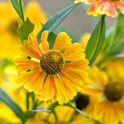 Orange Sneezeweed, Owl's Claws seed - Helenium hoopesii - 250 hạt