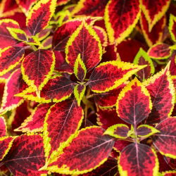 Díszcsalán - Rainbow - Coleus blumei - Lenyűgöző szivárványos lombozat - Friss vetőmagok