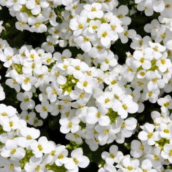 Alpine Rock-Cress - White - Arabis alpina - Dense White Carpets - Fresh Seeds