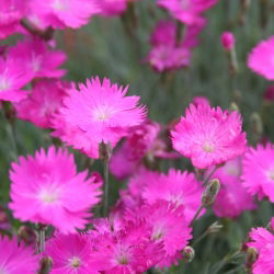 Sementes de Cheddar Rosa - Dianthus gratianopolitanus - 120 sementes - Dianthus gratianopolitanus syn. D. caesius.
