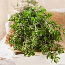 Hạt Oregano - Origanum Vulgare - 750 hạt